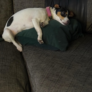 Mon hat ein Foto des gekauften Artikels hinzugefügt