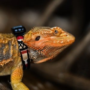 Designer Style Adjustable Lizard Bell Collar: Multiple Sizes