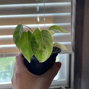 Sarah added a photo of their purchase