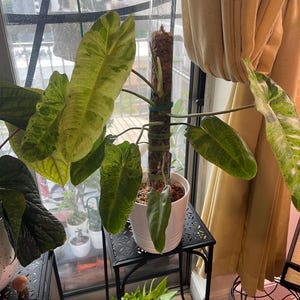 Dorothy added a photo of their purchase
