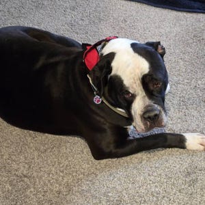 Dorrie added a photo of their purchase