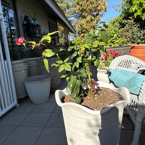 Victoria added a photo of their purchase