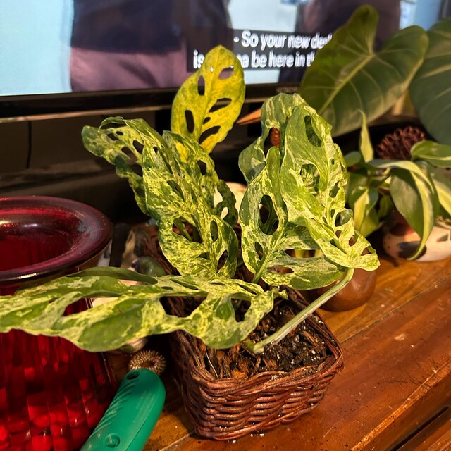 Dd 」Monstera Laniata Mottled モンステラ ラニアタ モトルド