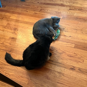 Celeste a ajouté une photo de son achat