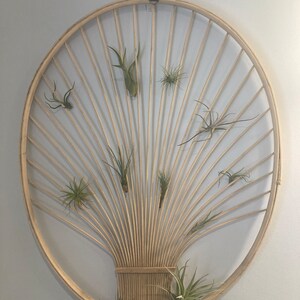 Assorted Sea Urchin Shells for Airplants - Etsy