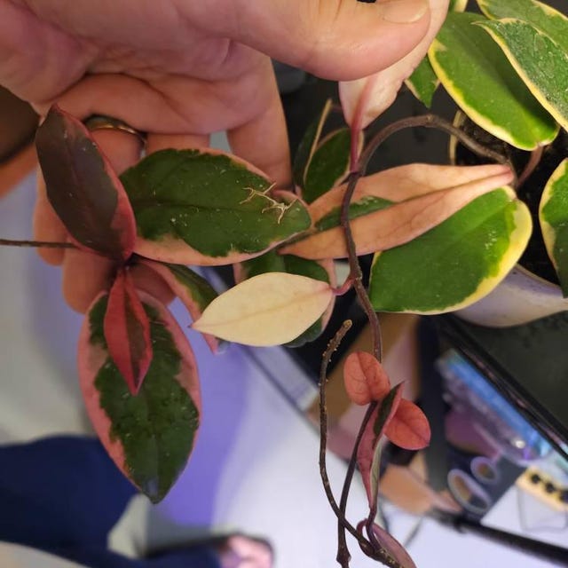 Hoya Flamingo Dream (Purple Pride): Pink Variegated Carnosa - 5