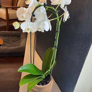 Lucy added a photo of their purchase