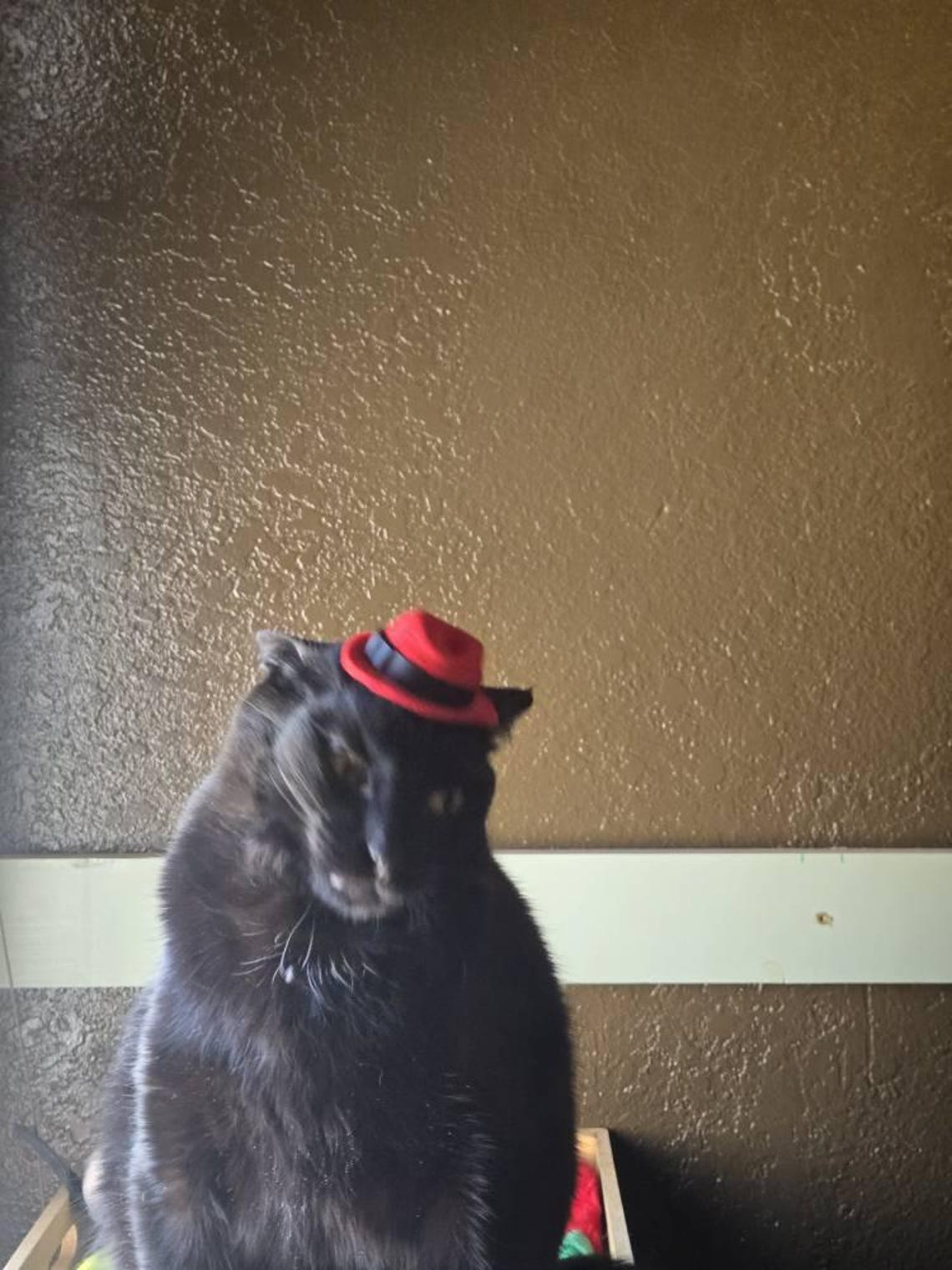 Customer photo of a pet with the Fedora  Hat  for small pet Hedgehog Vogue