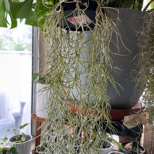 Stella heeft een foto van zijn/haar aankoop toegevoegd