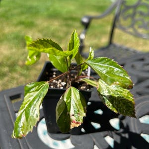 Rebecca dodał(a) zdjęcie swoich zakupów