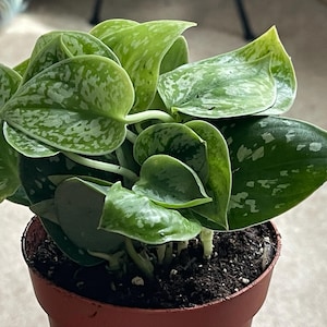 Amanda added a photo of their purchase