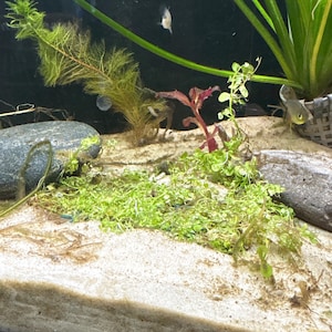 Lilli added a photo of their purchase