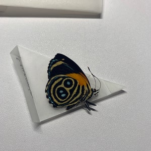 G added a photo of their purchase