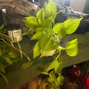 Nicole added a photo of their purchase