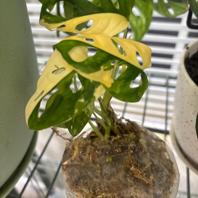 Variegated Monstera Adansonii Albo Plant  Rare Swiss Cheese Vine,  Half-moon Leaf EXACT Plant - US Seller - Etsy