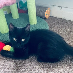 Nicola added a photo of their purchase