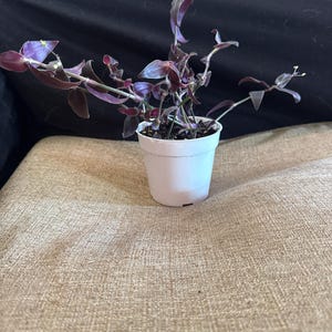 Dark Desire Wandering Dude - Tradescantia Jose Puig - Rare - Live