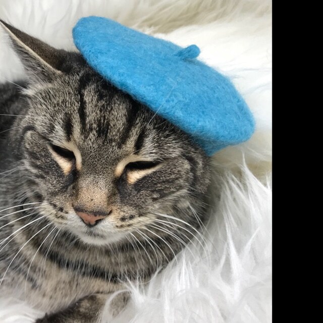Cat French Beret Wool Beret for Cats and Dogs Hand Felted | Etsy