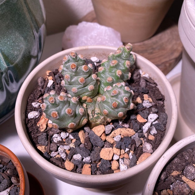 Tephrocactus Molinensis Rare Cactus Red or White Glochid - Etsy