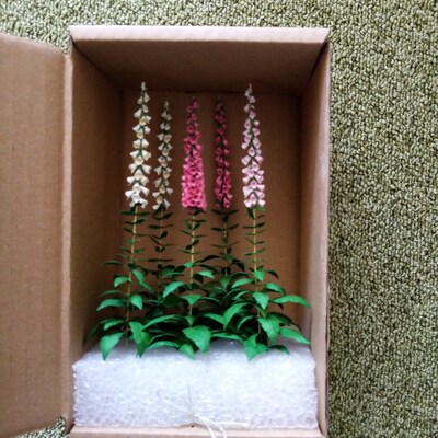 Miniature Primula Auricula Flower in the Box 1:12 Dollshouse - Etsy