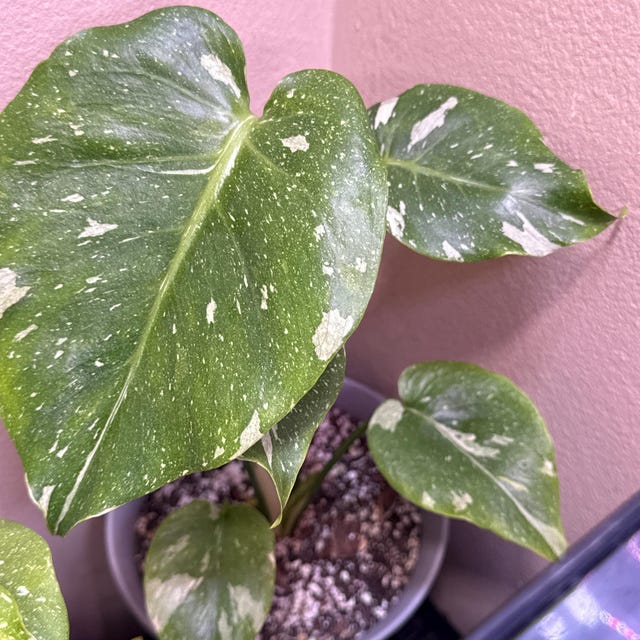 Monstera Legacy Starter Plant (ALL STARTER PLANTS Require You to