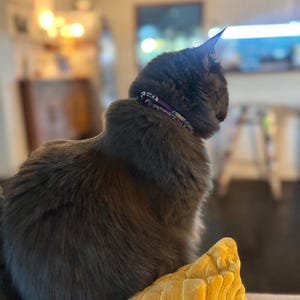 CARA added a photo of their purchase