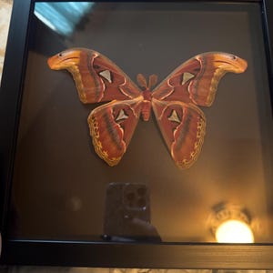 kaydyn added a photo of their purchase
