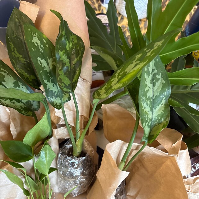 Aglaonema Pictum Bicolor 4” Pot (ALL STARTER PLANTS Require You to