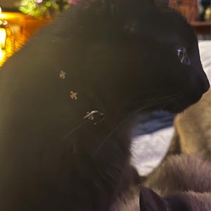 Lacey hat ein Foto des gekauften Artikels hinzugefügt