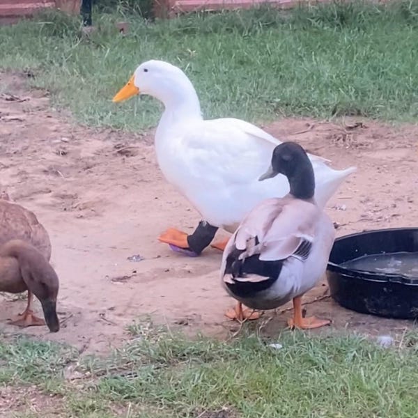 Duck Splint/ Chicken Splints Large-multiple Size Options Available - Etsy