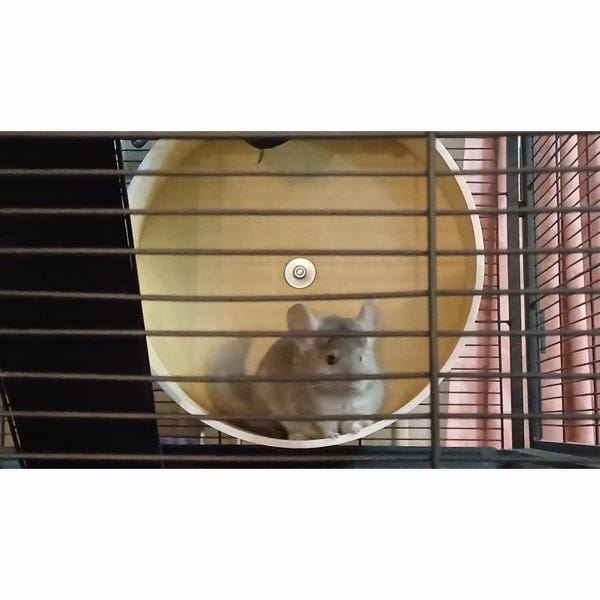 Stunning Hamster Hideaway Houses With Mirrors image