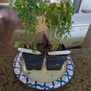 Susan added a photo of their purchase