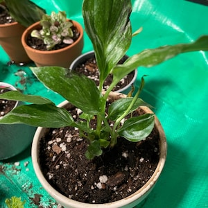 pothos silver satin Satin Pothos