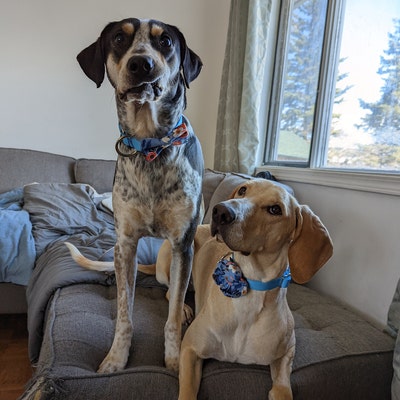 fourth of july dog bow tie
