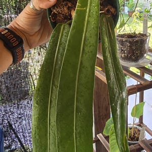 Lisel added a photo of their purchase