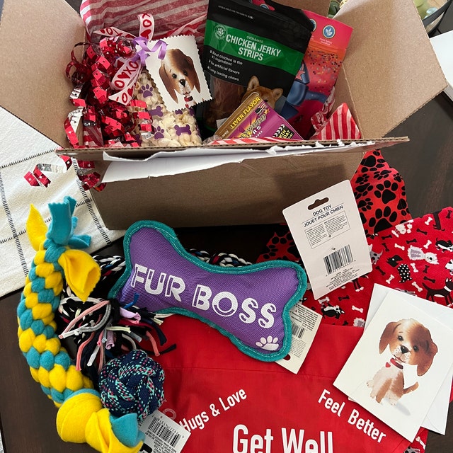 6 Get Well Soon Gifts for Dogs