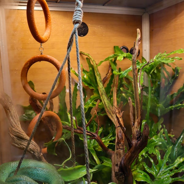 Picture of Snake Enrichment Climbing Rings - Ball Python, Corn Snake, Rat Snake ...