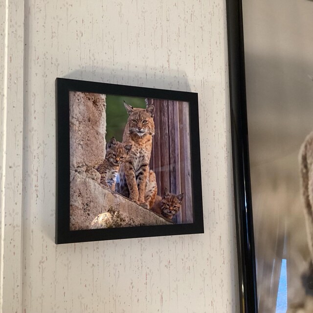 Bobcat Family - Signed Print With Story - Etsy Bobcat Family - Signed Print With Story - Etsy