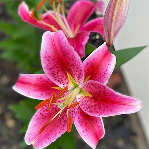 Karlen added a photo of their purchase