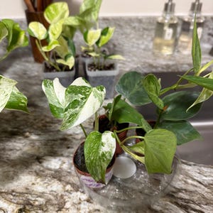Amanda added a photo of their purchase