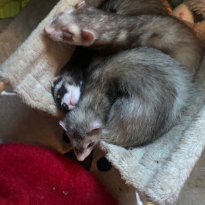 Sadie ha añadido una foto de su compra