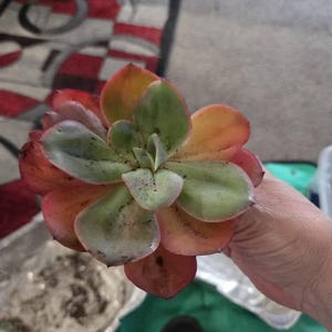 Echeveria Linda Jean / Autumn Flame, Rare Succulent Live Plant