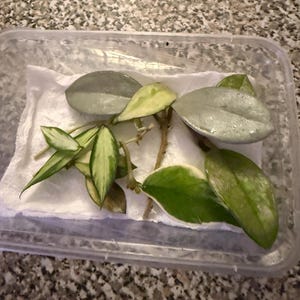 Hoya Wilbur Graves Silver UNROOTED Cutting - Etsy 日本