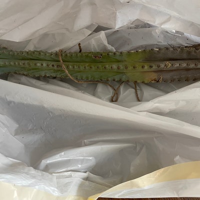 Cow’s Horn Cactus Euphorbia Grandicornis Rare - Etsy