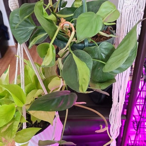 Jessica Owens added a photo of their purchase