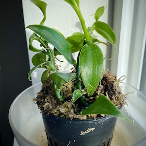 Brittany ha añadido una foto de su compra