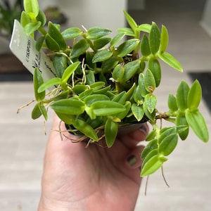 Susan added a photo of their purchase