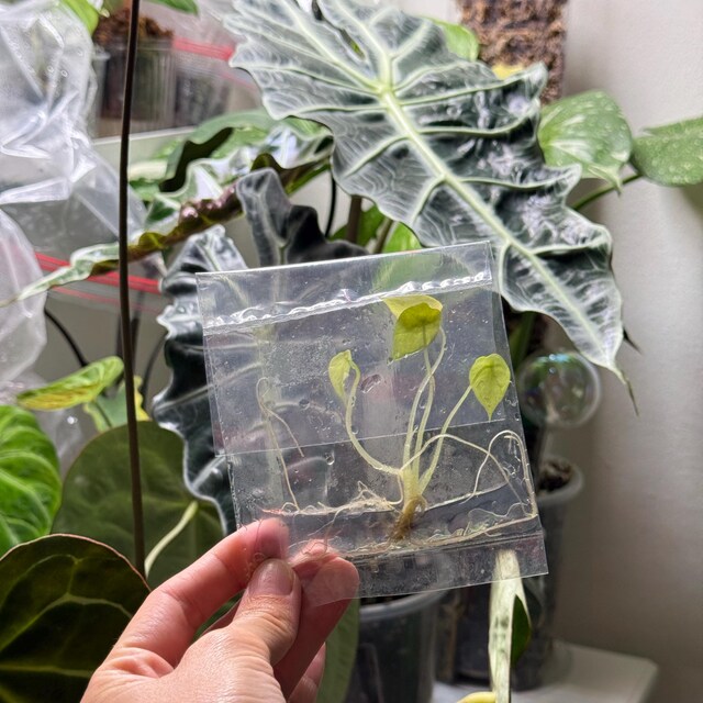 Alocasia Ninja Tricolor Tissue Culture Plant | Alocasias