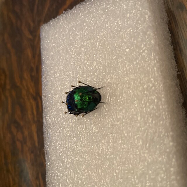 Phanaeus Demon MALE Scarab Beetle Green Form Guatemala PINNED - Etsy