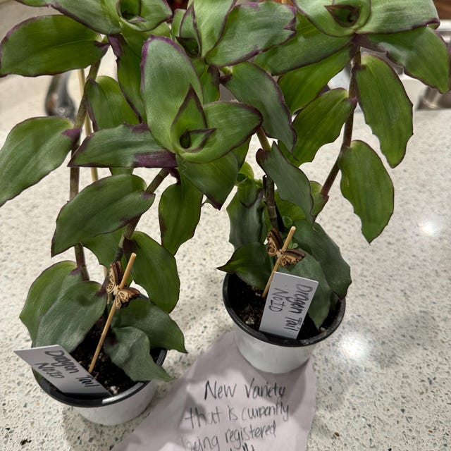 Redilla's Dragon Tail | Callisia Soconuscensis | Tradescantia